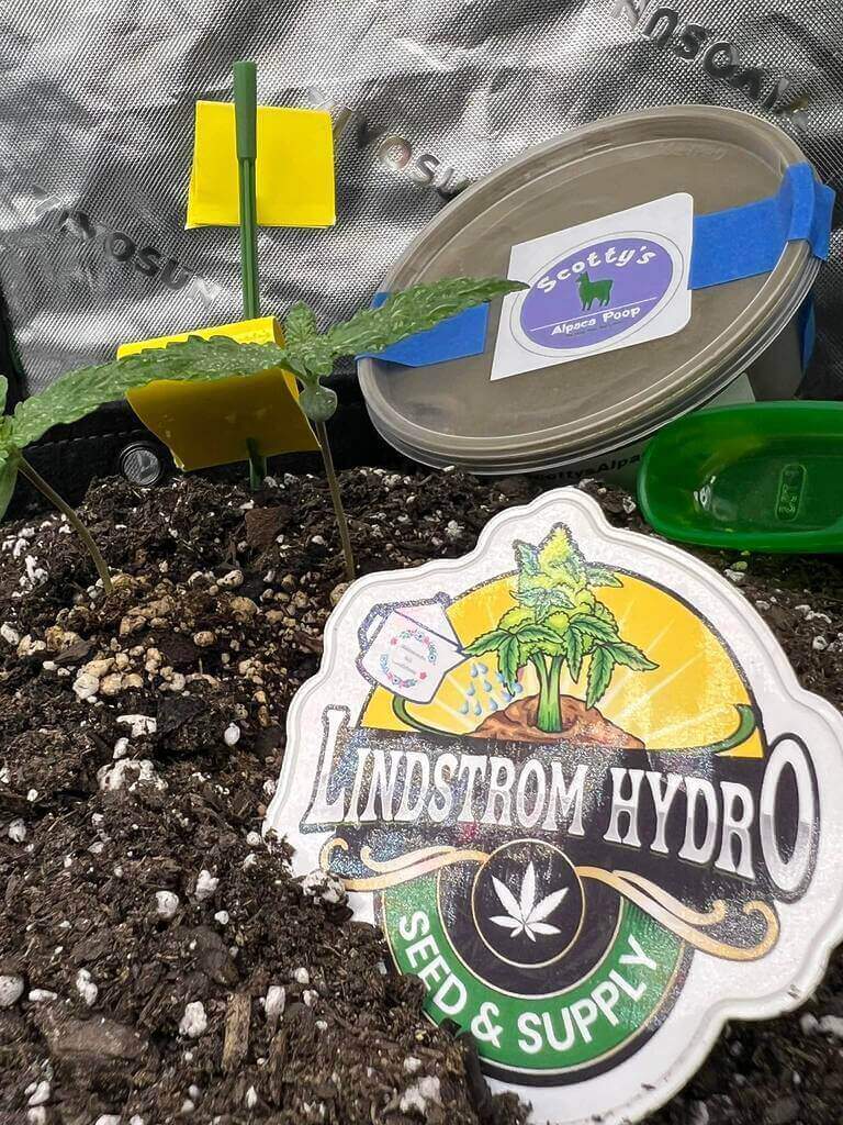 473431334 122186850584045006 2443583618387022939 N