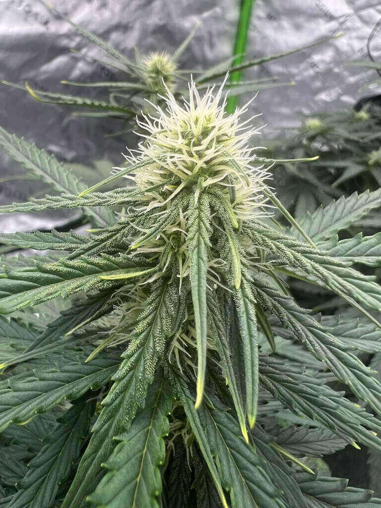 473729943 122187717494045006 6161334813668730307 N