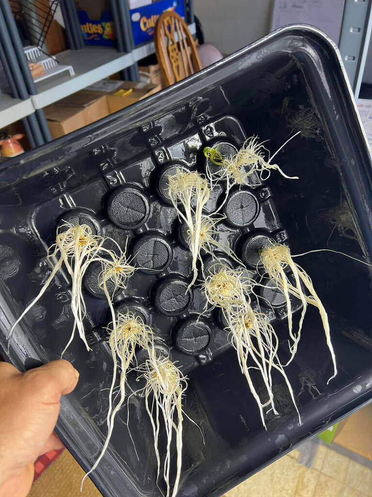 476899250 122190866438045006 3400773015806317888 N