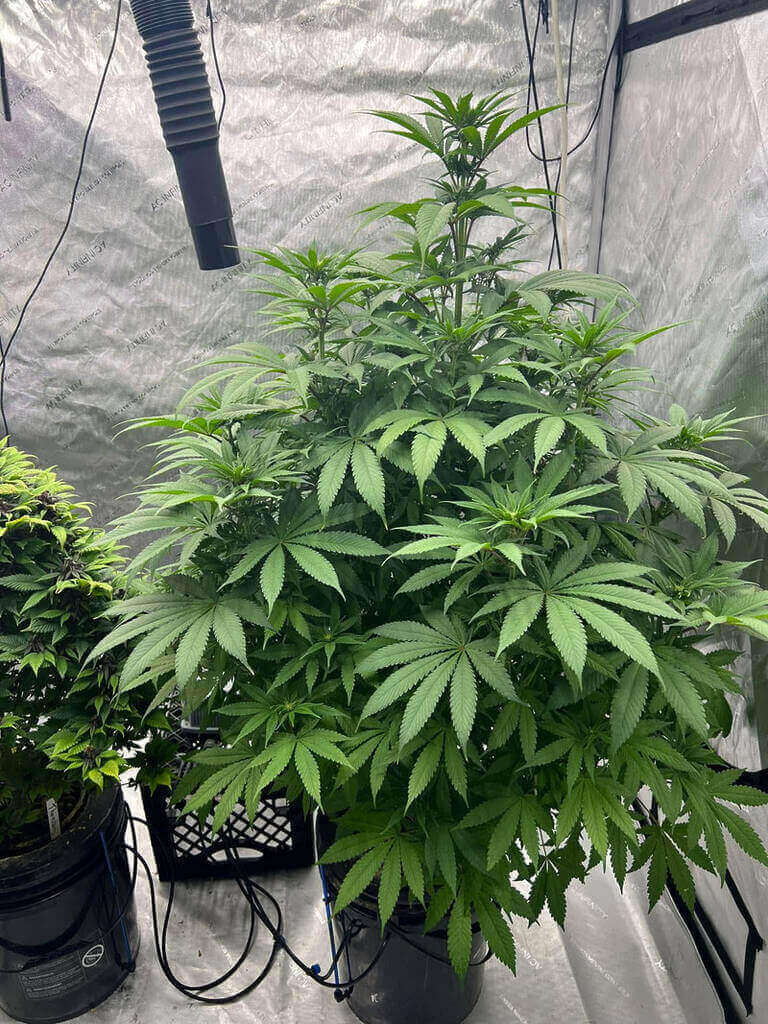 476948157 122190772418045006 6177418766631004208 N