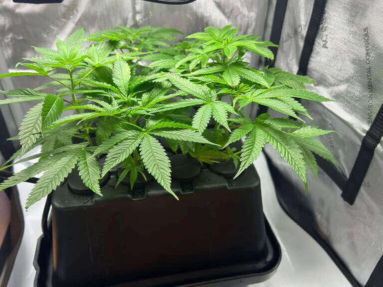 478796920 122190772556045006 4542503055513202215 N