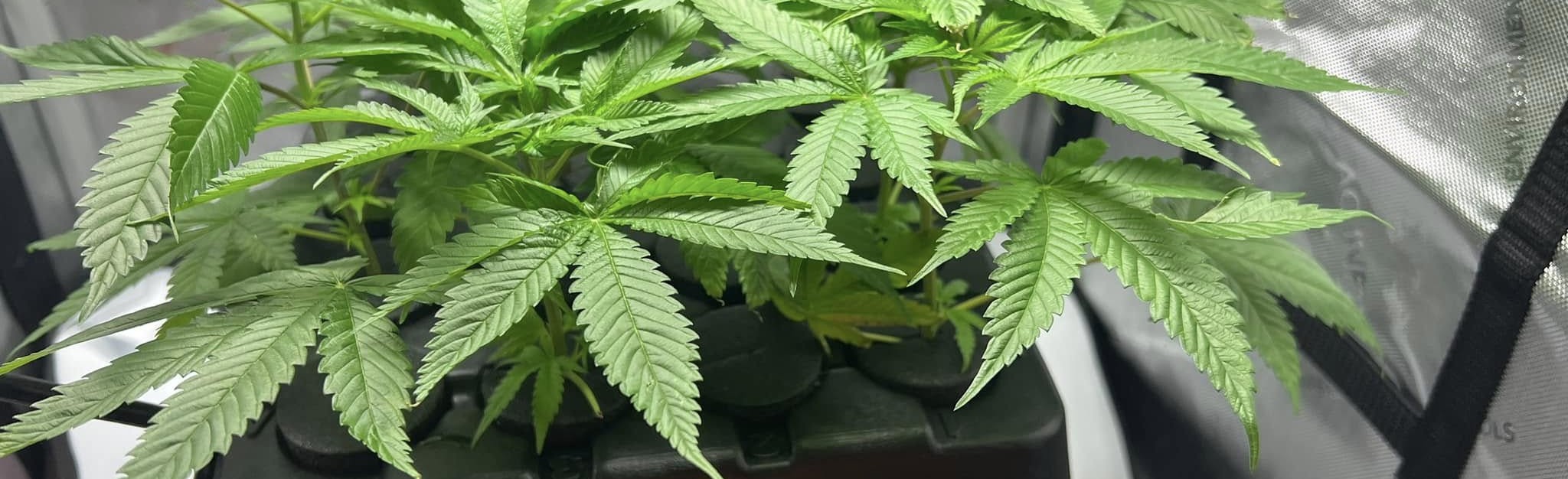 478796920 122190772556045006 4542503055513202215 N