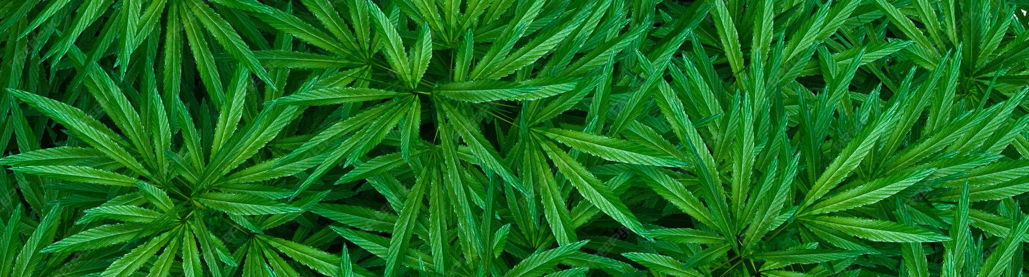 Cannabis Isolated Background 324757 4569